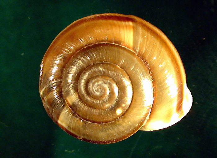 Chilostoma (Campylaea) planospira var. Neapolitana,Paulucci